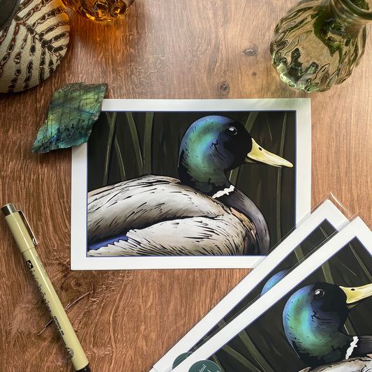 Mallard on the Tualatin greeting card (blank inside)