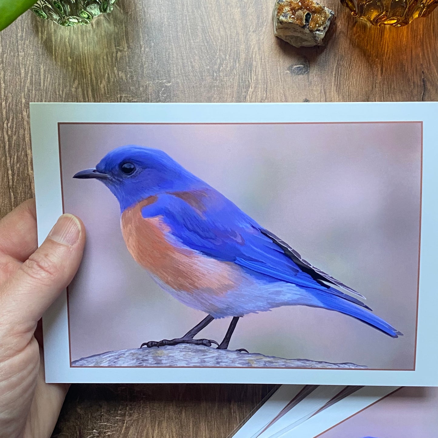 Western Bluebird at Running Y Resort greeting card (blank inside)