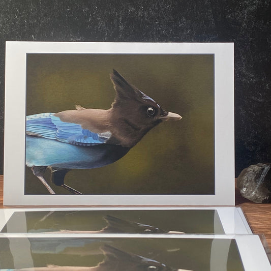 Steller's Jay #2 greeting card (blank inside)