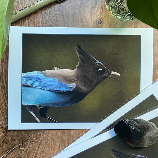 Steller's Jay #2 greeting card (blank inside)