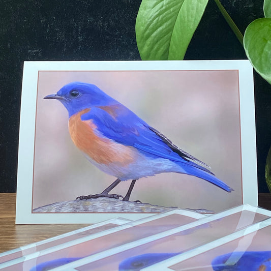 Western Bluebird at Running Y Resort greeting card (blank inside)