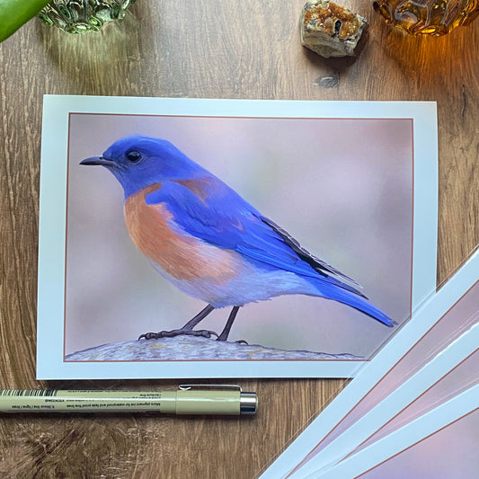 Western Bluebird at Running Y Resort greeting card (blank inside)